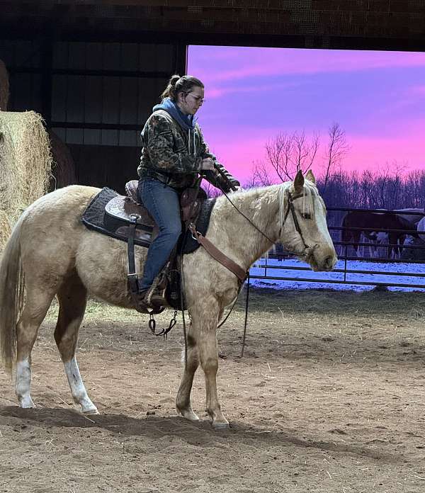 palomino-gym-horse