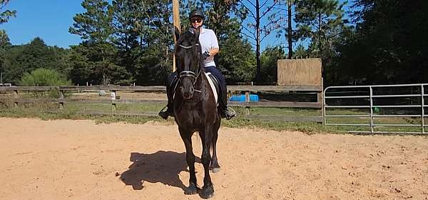 dressage-friesian-horse