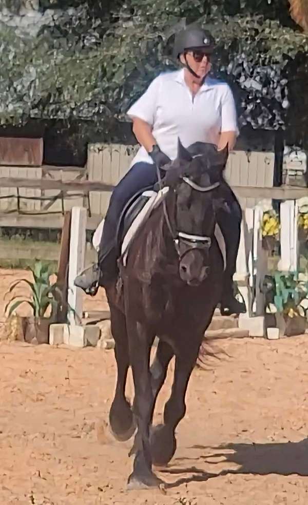 socks-friesian-horse