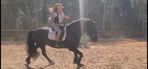 all-friesian-horse