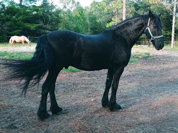 canter-friesian-horse