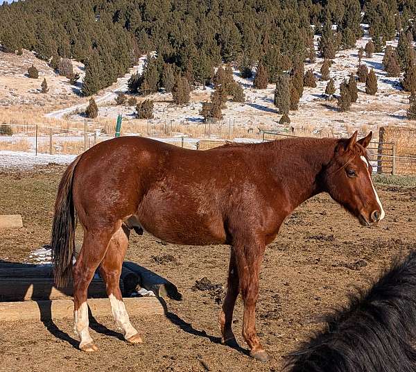 hanks-chargin-bar-quarter-horse