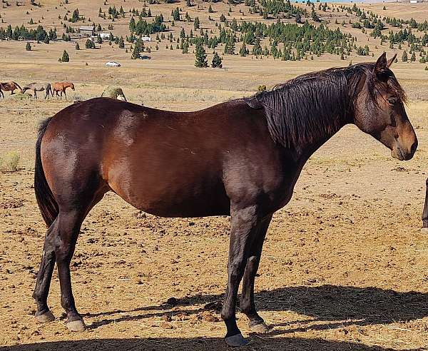 black-weasel-quarter-horse