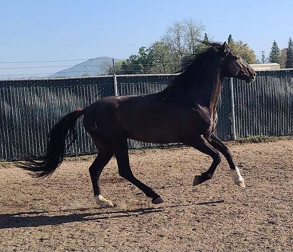 black-ancce-ialha-stallion