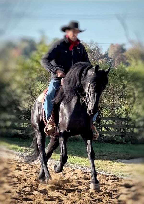 friesian-gelding