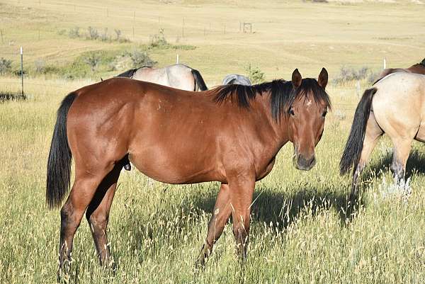 midnight-corona-quarter-horse