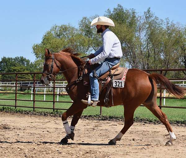 heading-arabian-half-arabian-horse