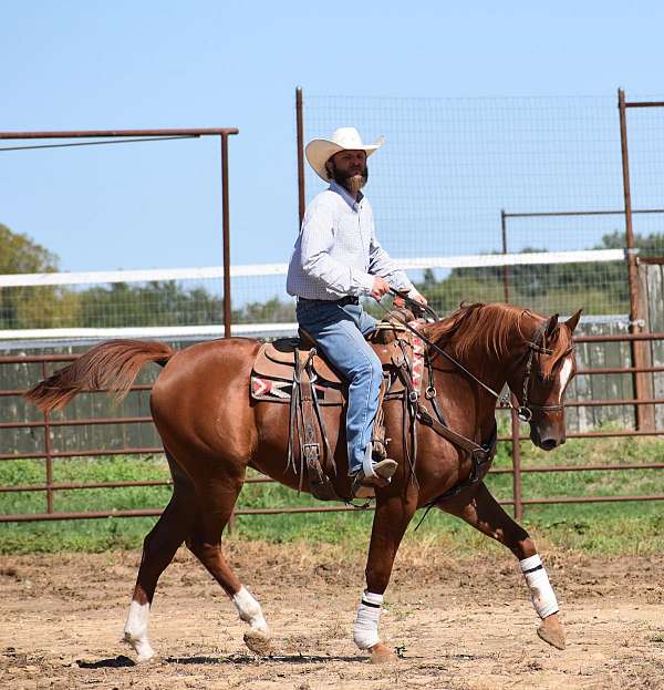 all-around-beginner-half-arabian-horse