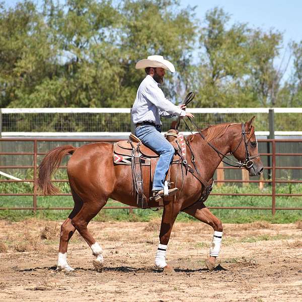 polo-arabian-half-arabian-horse