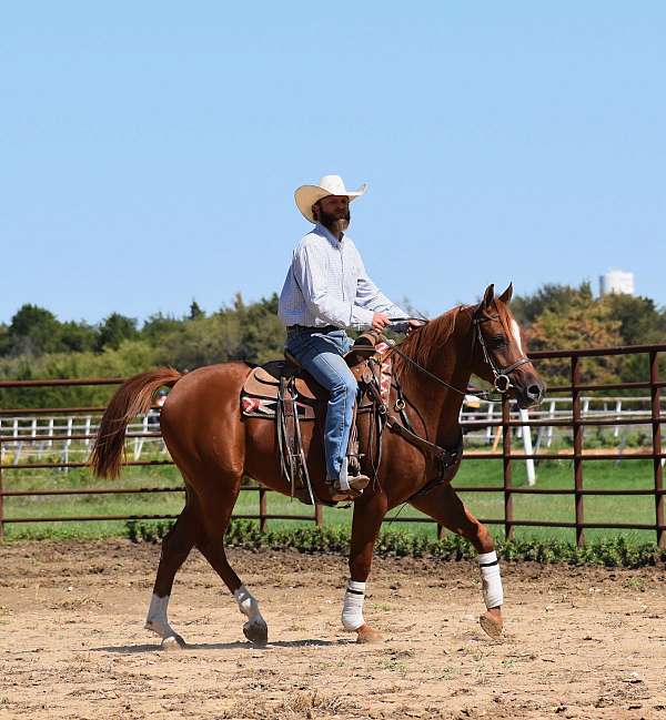 black-half-arabian-gelding