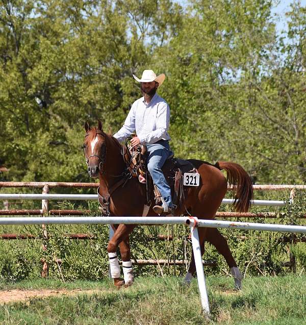 all-around-beginner-gelding