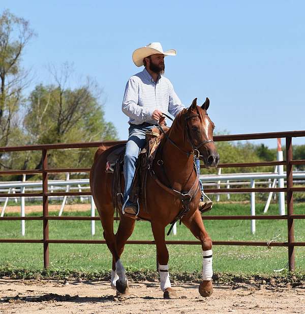 black-all-around-beginner-horse