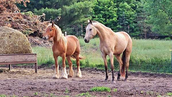 fox-hunting-gypsy-vanner-pony