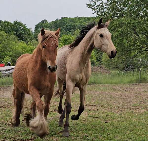 adorable-gypsy-vanner-pony