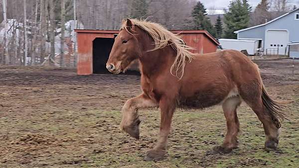 and-willing-gypsy-vanner-pony