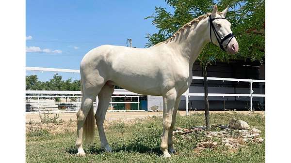 perlino-pre-gelding