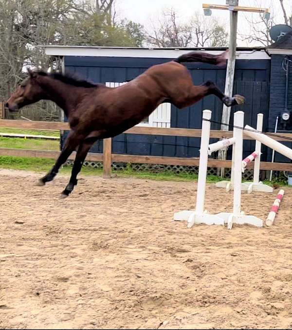 available-holsteiner-horse