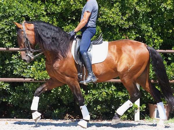 prospect-for-dressage-horse