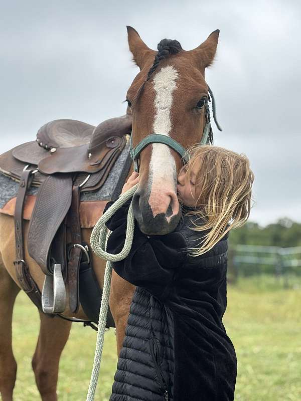 bay-dun-ghra-colt