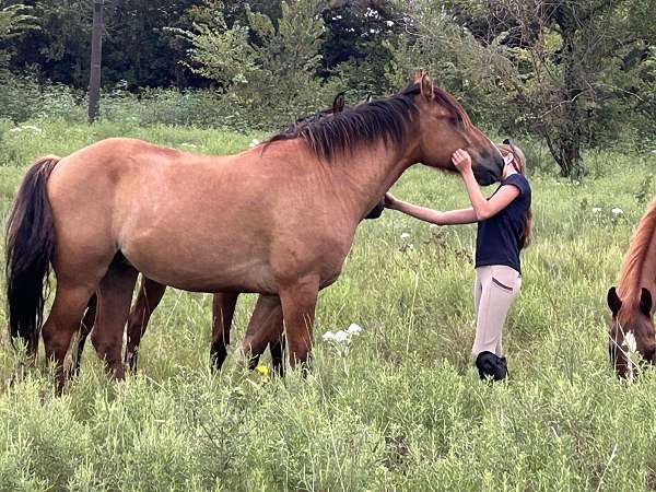 cow-bred-gypsy-vanner-horse
