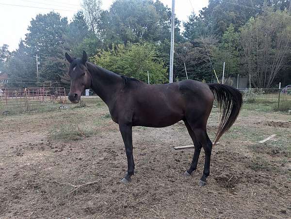 endurance-hunter-arabian-horse