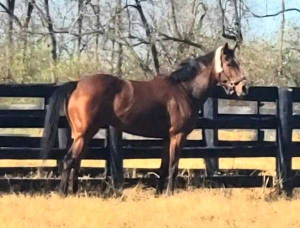 thoroughbred-sport-horses