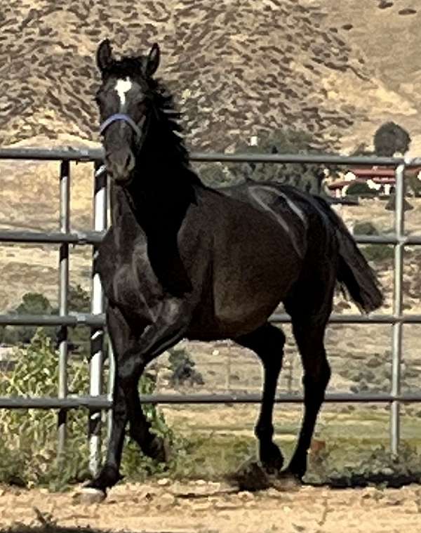 grey-andalusian-filly