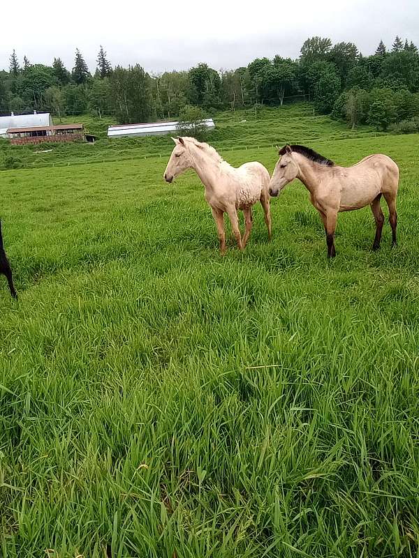 buckskin-palomino-colt-filly