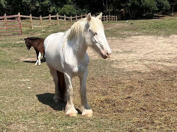 sabino-blue-eyed-show-horse