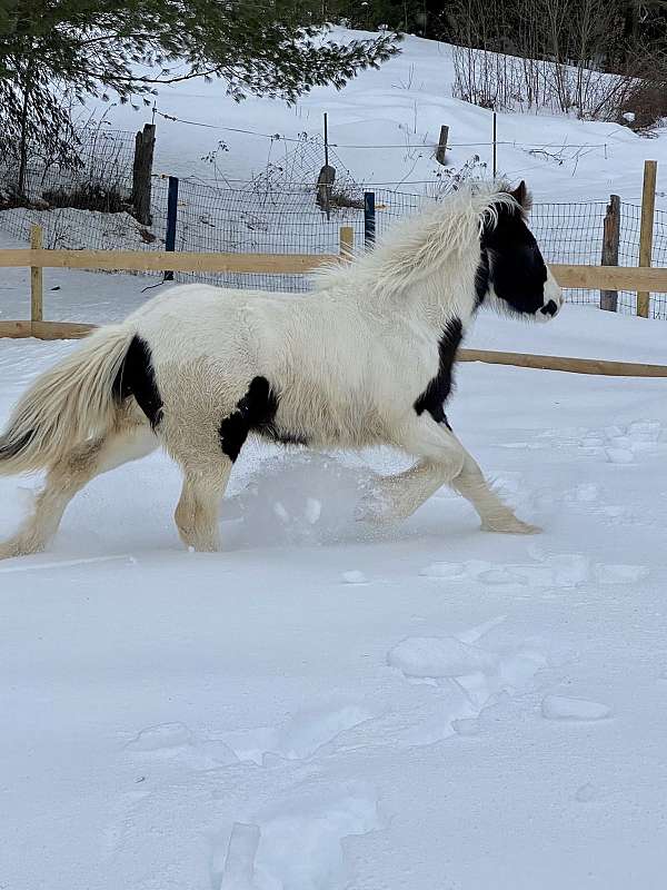 black-white-colt-mare