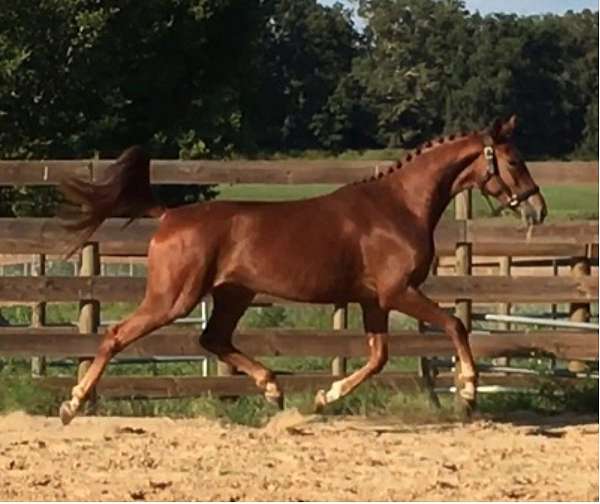 dressage-hanoverian-horse