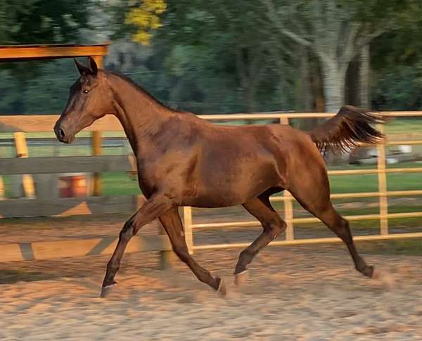 dressage-warmblood-horse