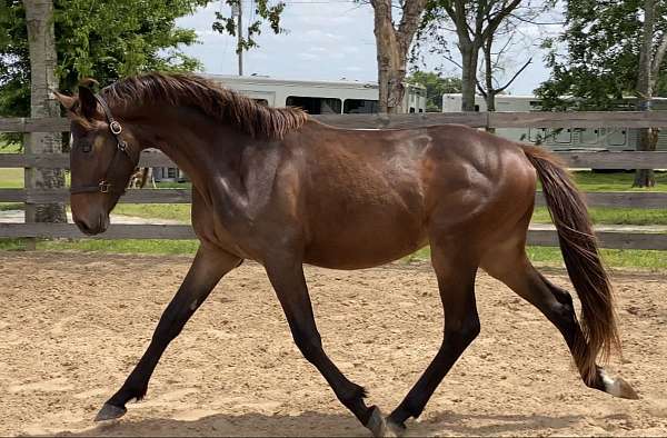 dressage-hanoverian-horse