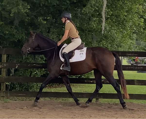 dressage-hanoverian-horse