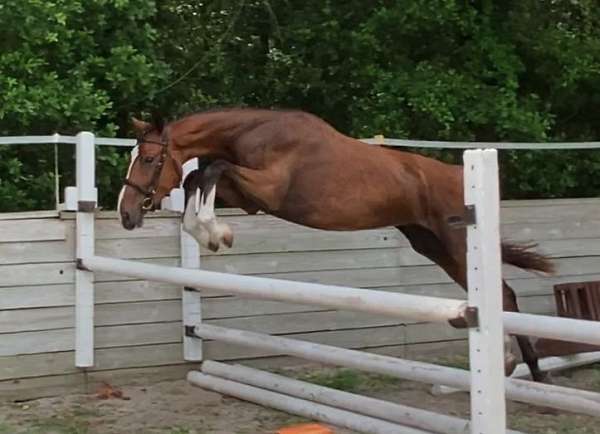 dressage-oldenburg-horse