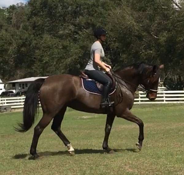 dressage-dutch-warmblood-horse