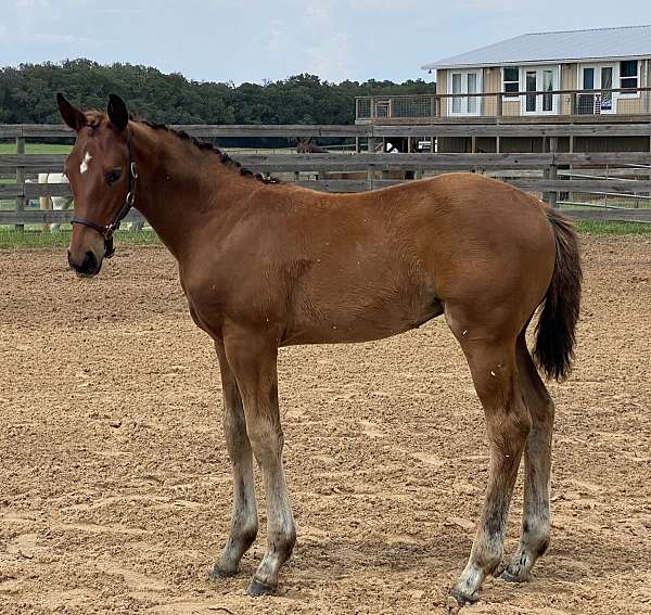 western-riding-unborn-foal