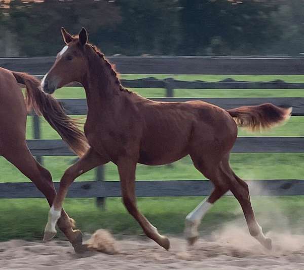 dressage-hanoverian-horse