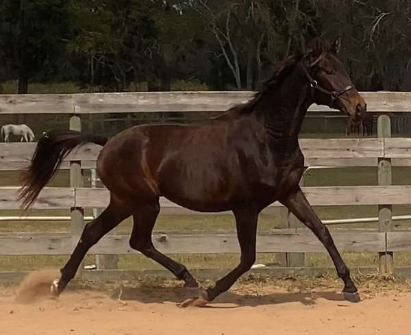 dressage-oldenburg-horse