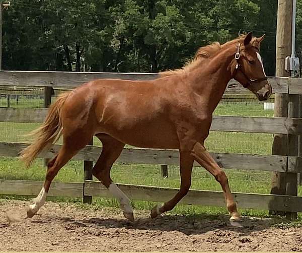 dressage-oldenburg-horse