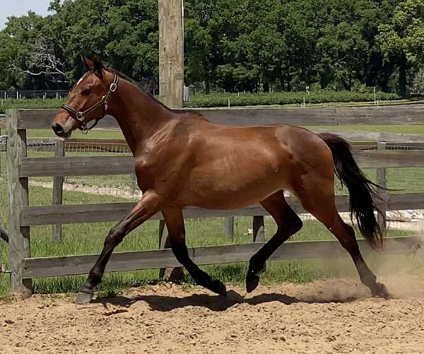 dressage-hanoverian-horse