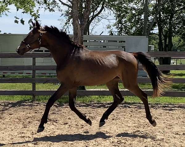 dressage-hanoverian-horse