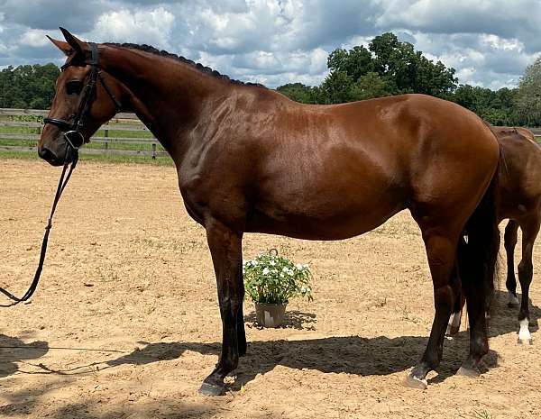 dressage-hanoverian-horse