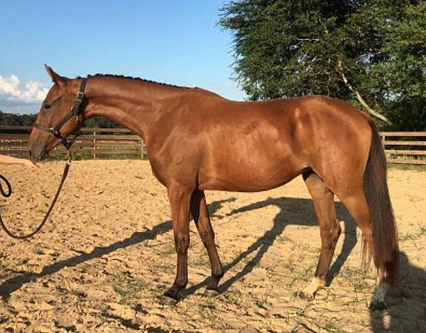 dressage-hanoverian-horse