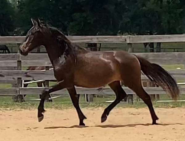 dressage-andalusian-horse