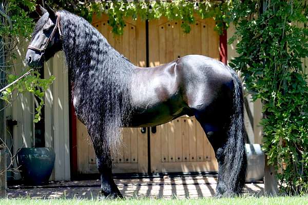 friesian-horse