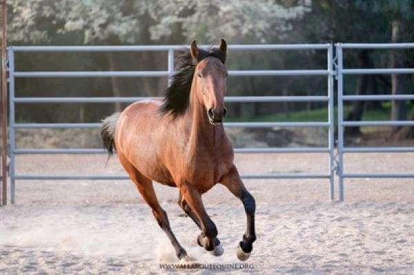 area-mustang-horse