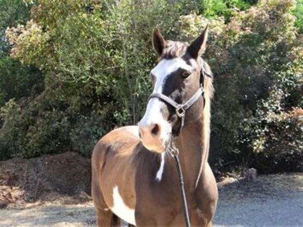 pastern-gelding