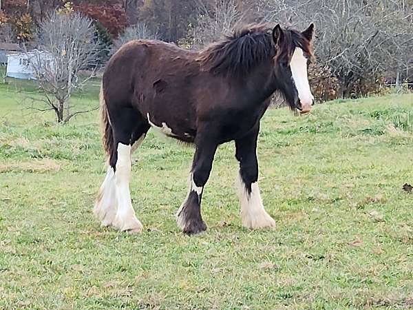 3-white-stockings-blagdon-belly-horse