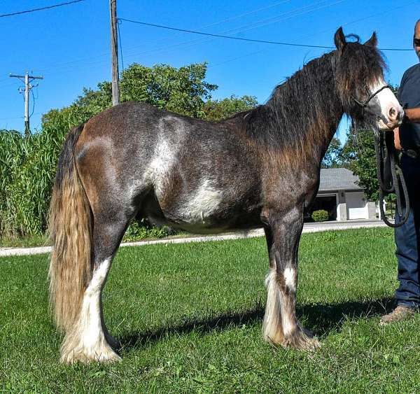 w20-gypsy-vanner-horse